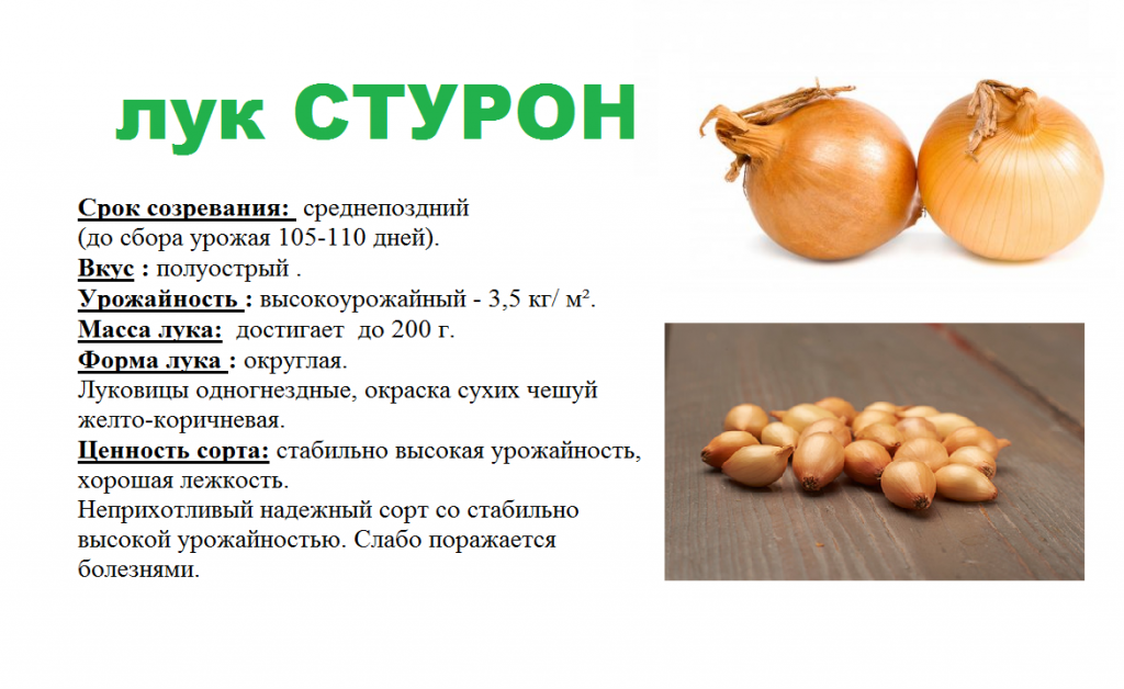СТУРОН.png СТУРОН.png